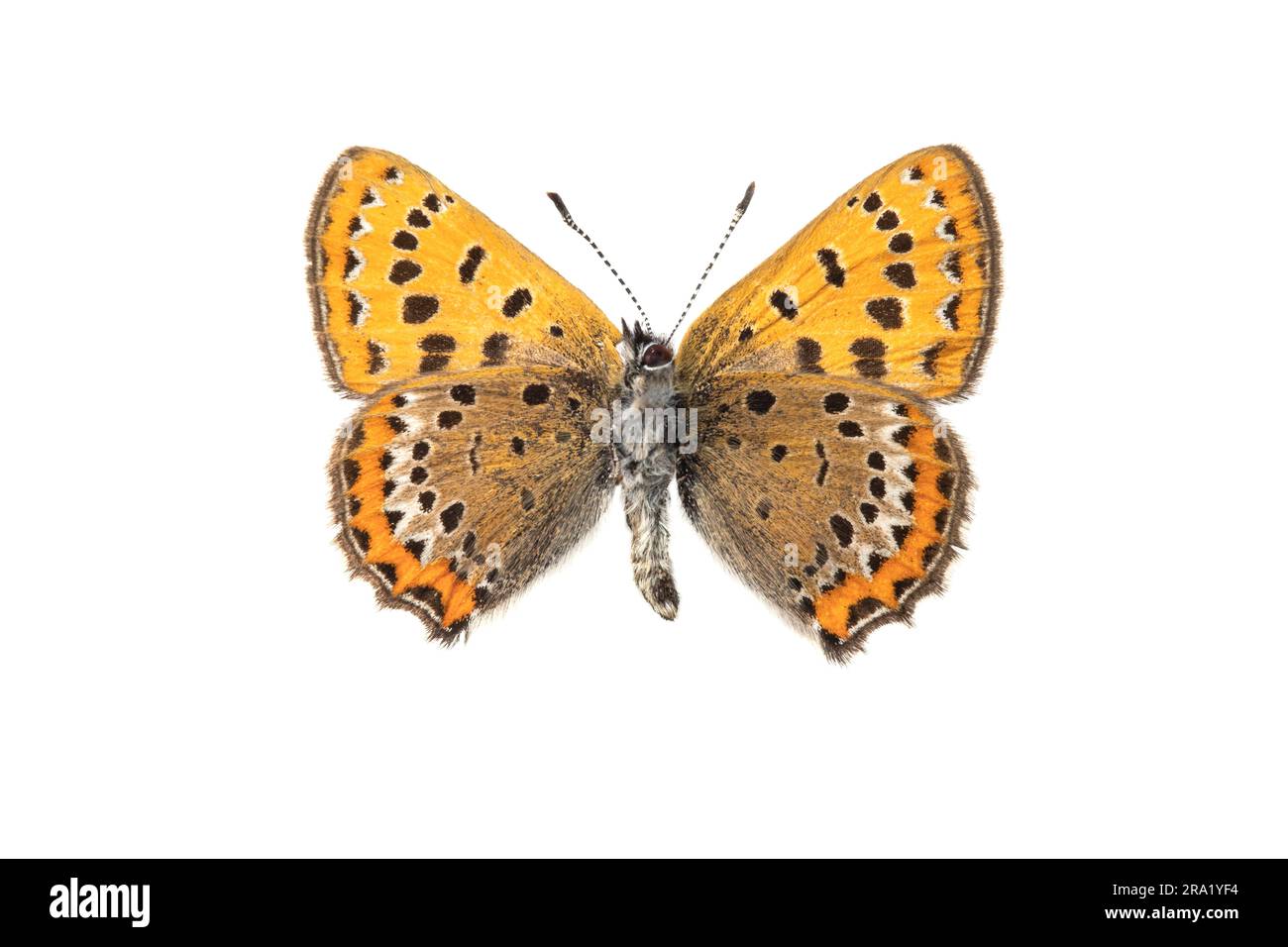 Violet Copper (Lycaena helle), male, underside, cut out Stock Photo