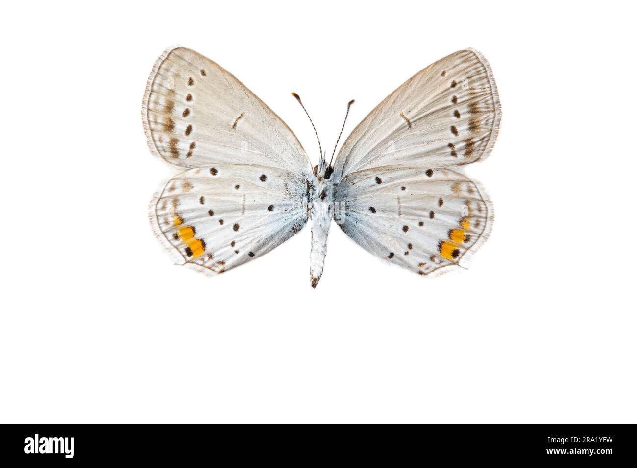 Ahort-tailed blue, Tailed Cupid (Cupido argiades), female, underside, cut out, Spain Stock Photo