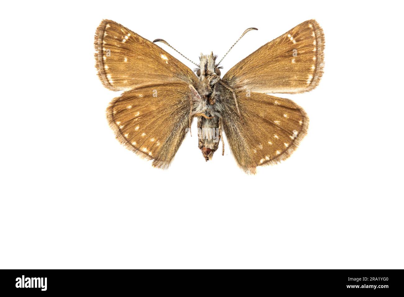 dingy skipper (Erynnis tages), female, underside, cut out Stock Photo