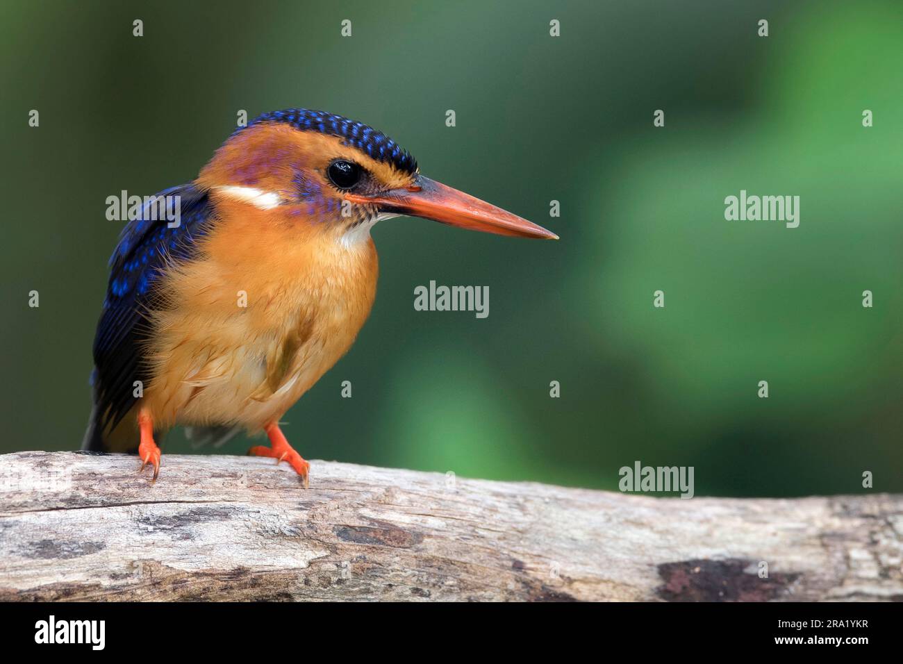 African Pygmy Kingfisher (Ispidina picta, Ceyx pictus), sitting on a branch, Gambia Stock Photo