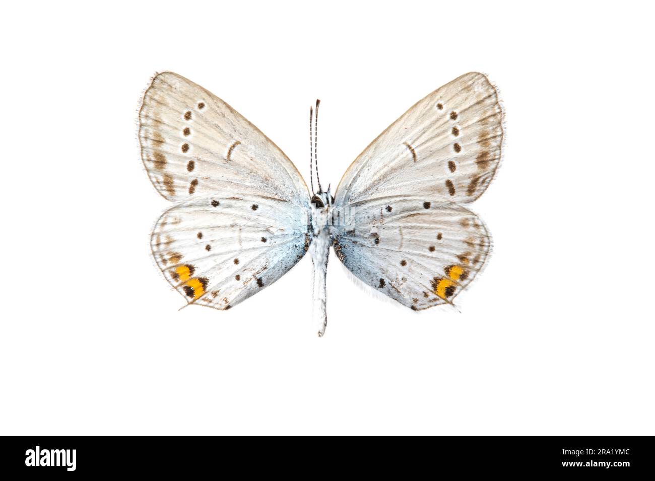 Ahort-tailed blue, Tailed Cupid (Cupido argiades), male, underside, cut out, France Stock Photo