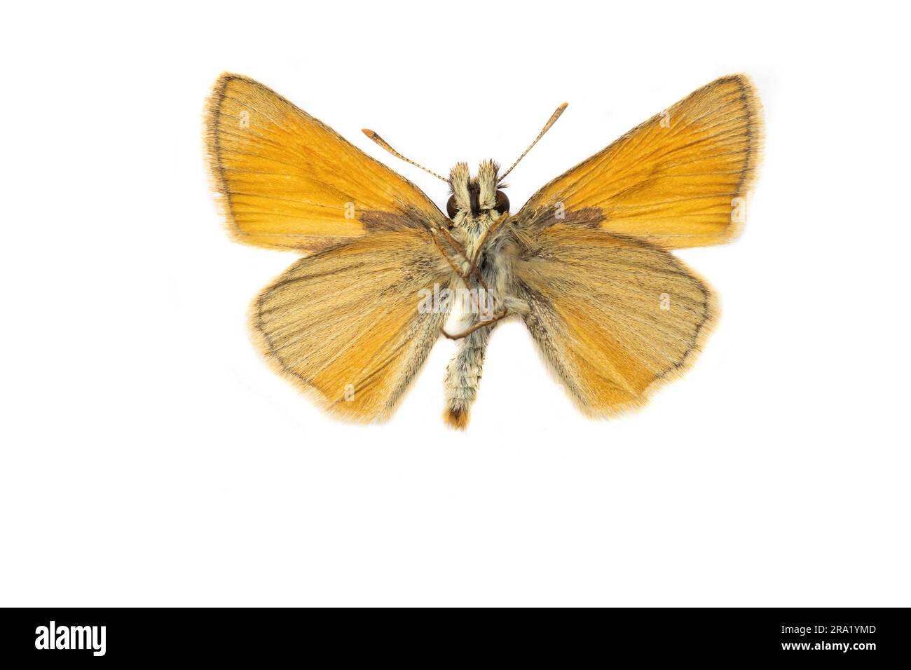 small skipper (Thymelicus sylvestris, Thymelicus flavus), male, underside, cut out, Netherlands Stock Photo