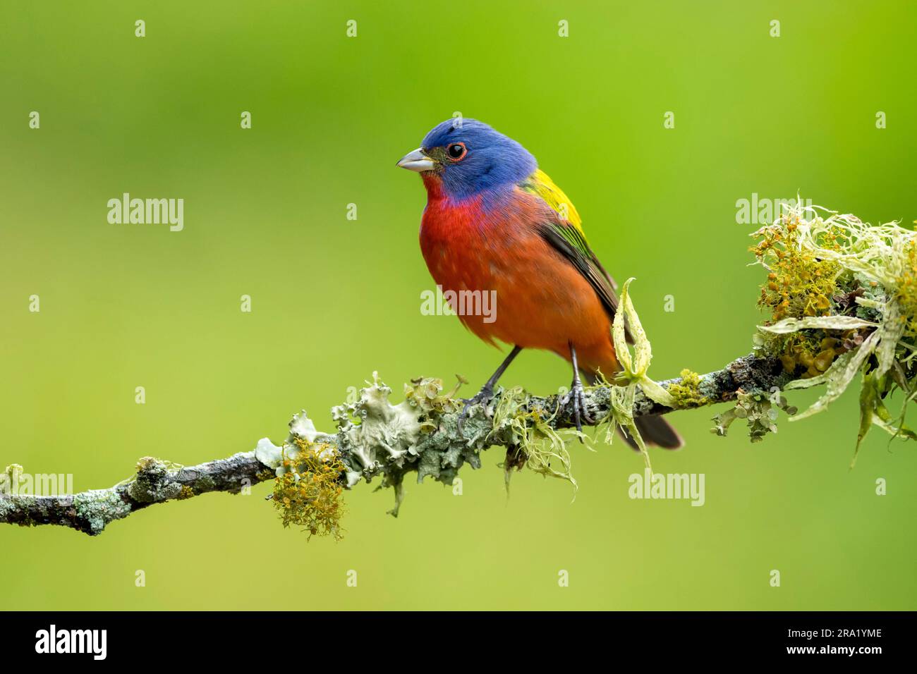painted bunting (Passerina ciris), male perching on a branch, USA