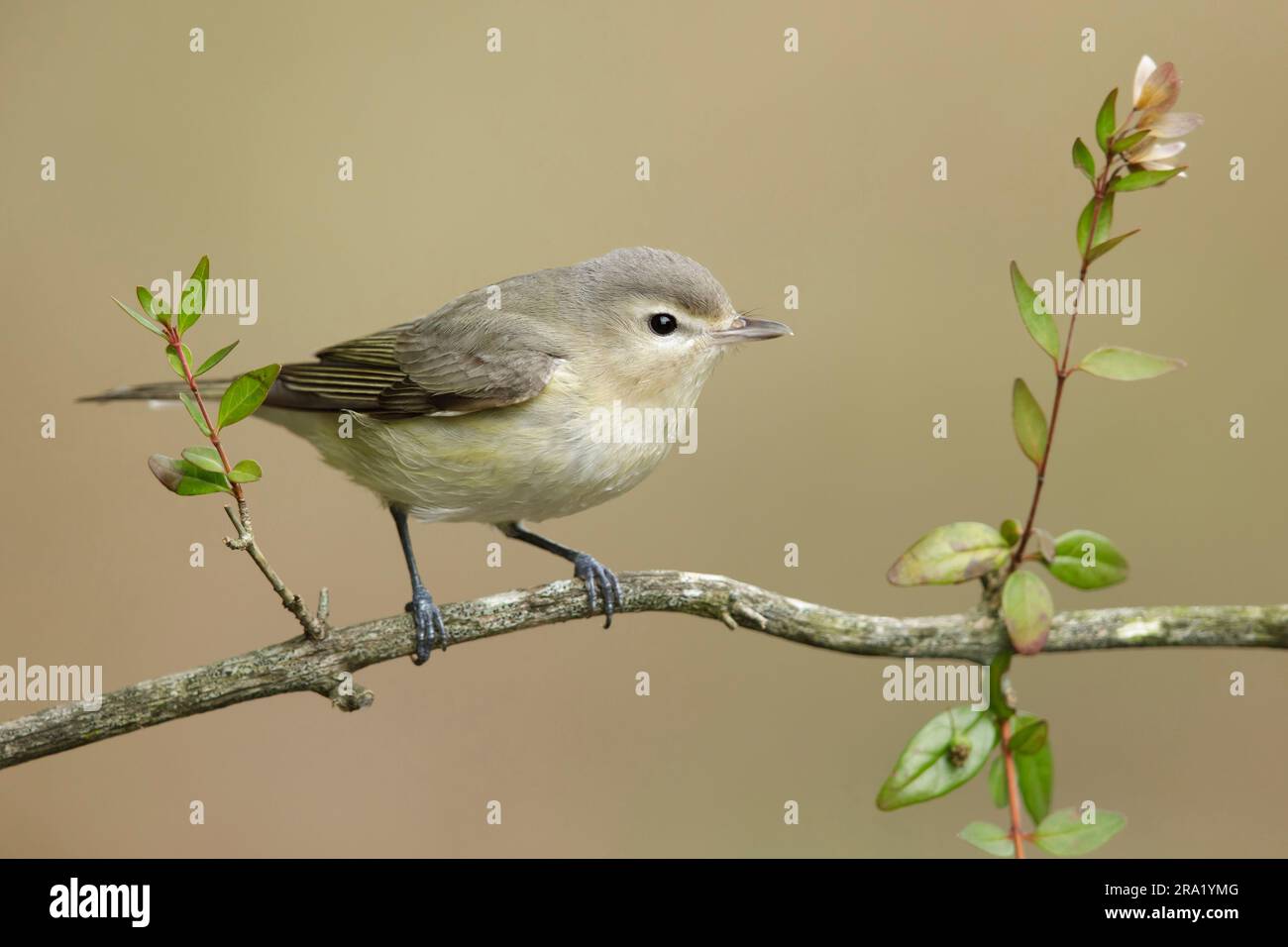 warbling vireo (Vireo gilvus), perching on a branch, side view, USA, Texas Stock Photo