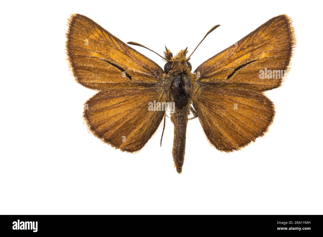 Lulworth skipper (Thymelicus acteon), male, upperside, cut out, Netherlands Stock Photo
