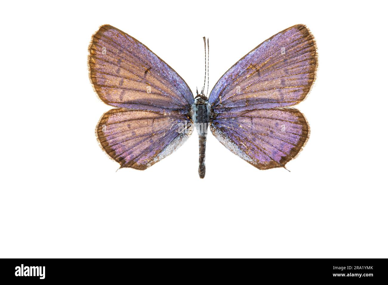 Ahort-tailed blue, Tailed Cupid (Cupido argiades), male, upperside, cut out, France Stock Photo