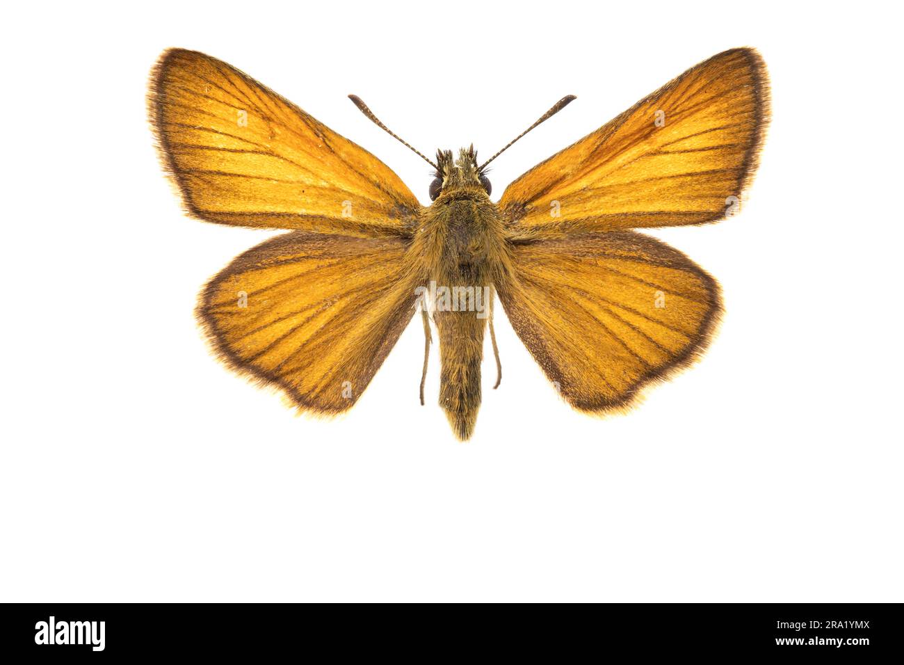 small skipper (Thymelicus sylvestris, Thymelicus flavus), female, upperside, cut out, Netherlands Stock Photo
