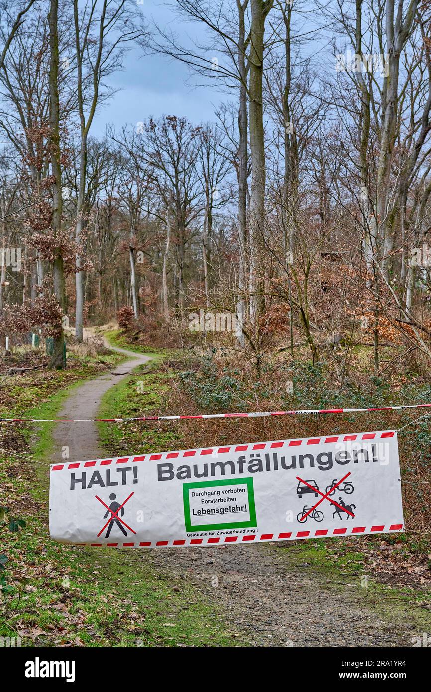 closed forest path due to tree felling, Germany, Hesse Stock Photo