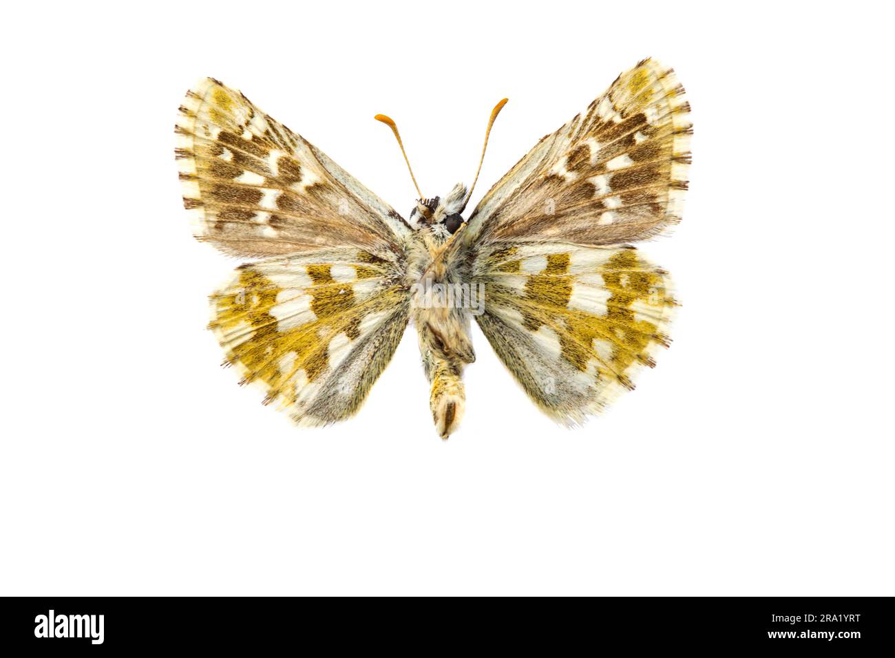 Oberthuer's Grizzled Skipper (Pyrgus armoricanus), underside, cut out Stock Photo