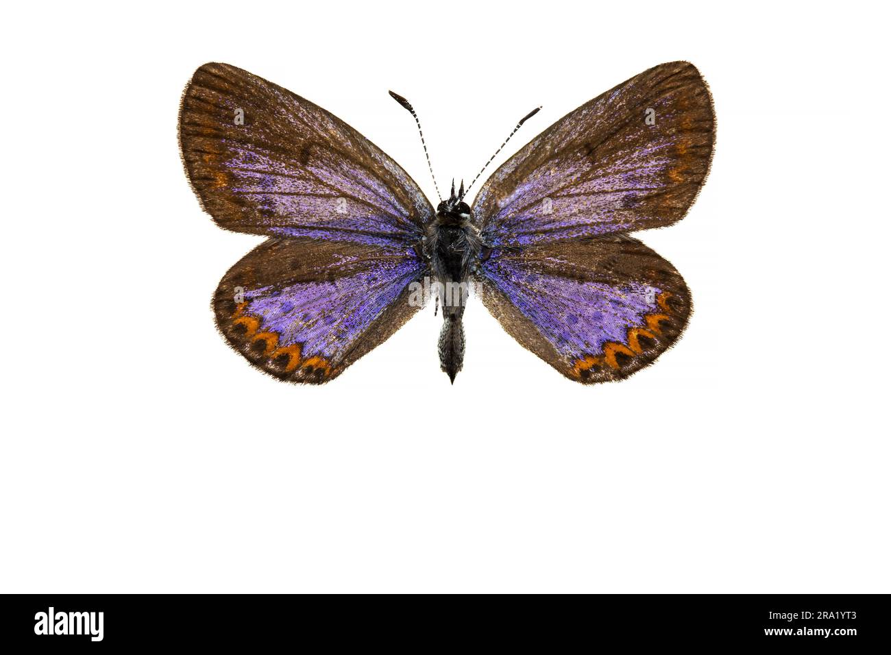 Reverdin's blue (Plebejus argyrognomon, Plebeius argyrognomon), female, upperside, cut out, France Stock Photo