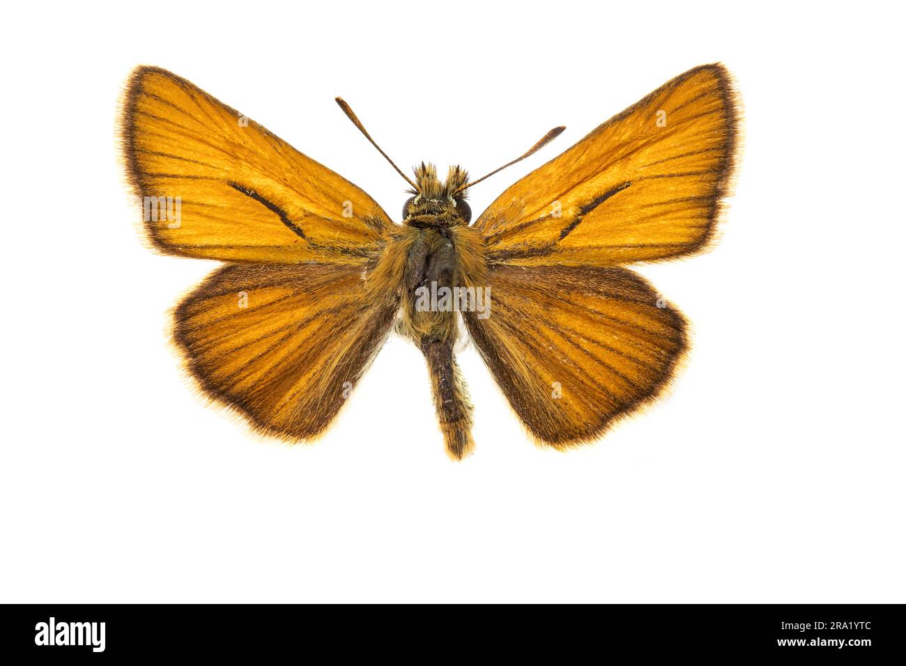 small skipper (Thymelicus sylvestris, Thymelicus flavus), male, upperside, cut out, Netherlands Stock Photo