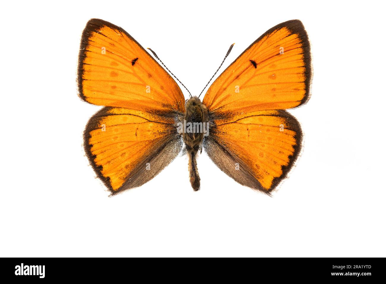 Large copper (Lycaena dispar carueli, Lycaena carueli), male, upperside, cut out, Belgium Stock Photo