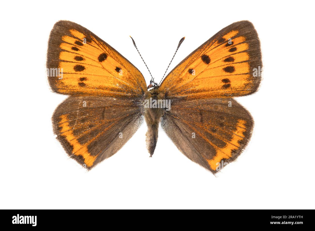 Large copper (Lycaena dispar carueli, Lycaena carueli), female, upperside, cut out, Belgium Stock Photo