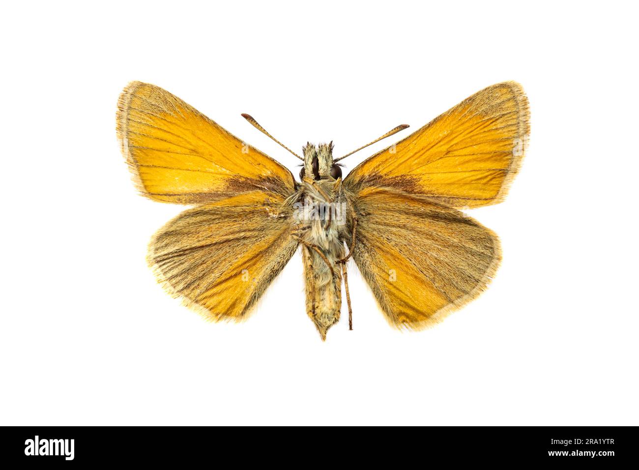 Essex skipper (Thymelicus lineolus, Thymelicus lineola), underside, cut out, Netherlands Stock Photo