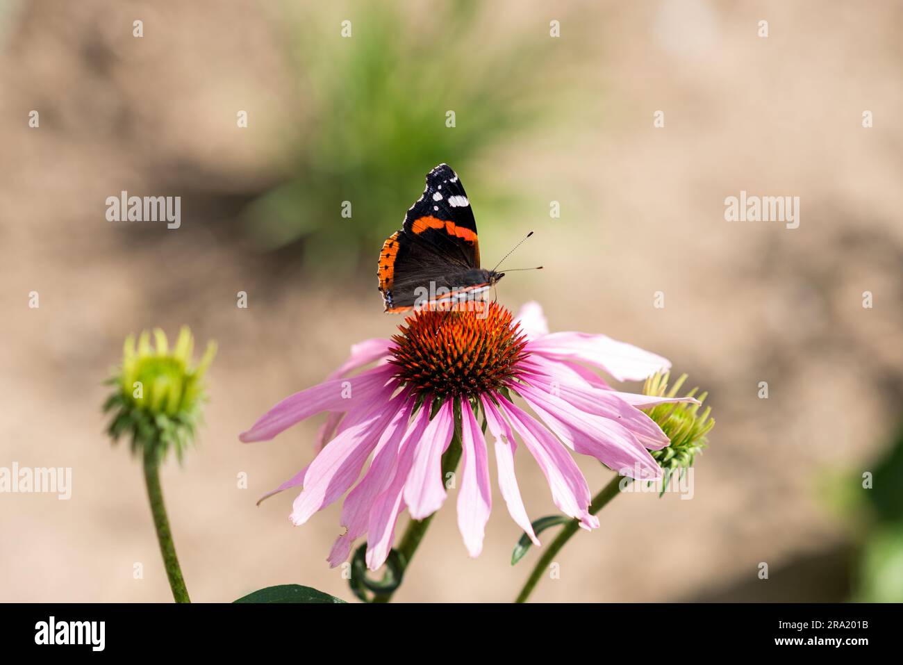 Butterfly on a violet daisy flower on a sunny summer day. Stock Photo