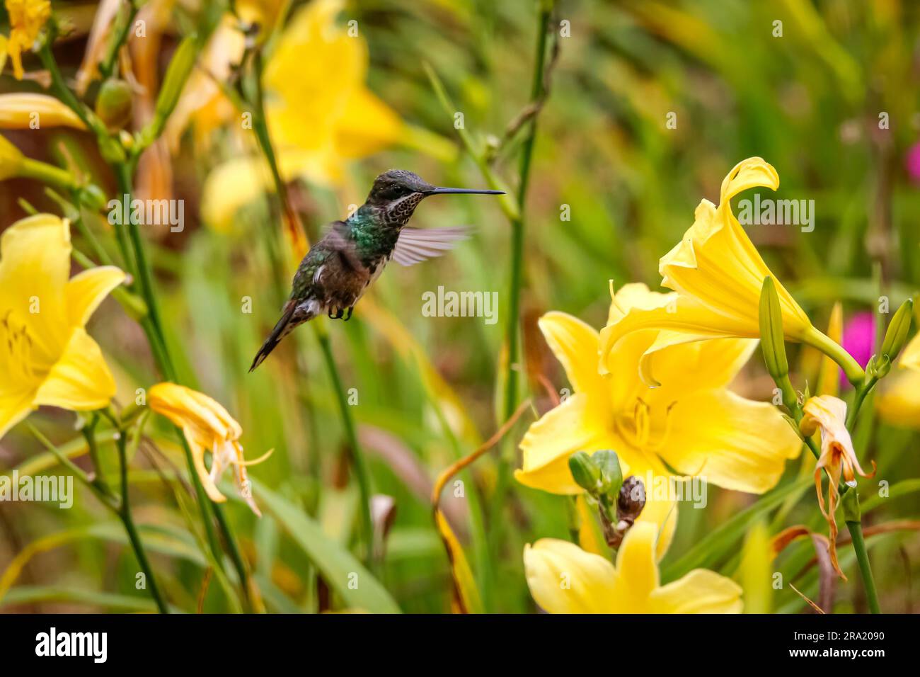 Beautiful small Stripe-breasted star throat hummingbird in flight to a yellow flower to suck nectar, against green defocused background, Caraca natura Stock Photo