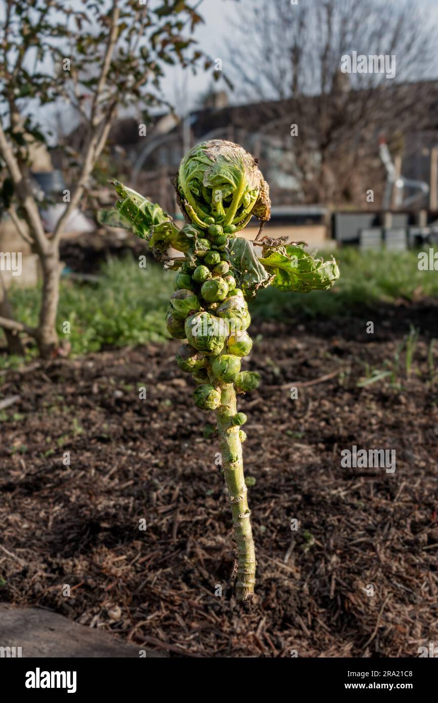 An unhealthy brussel sprout plant has been attacked by pests Stock