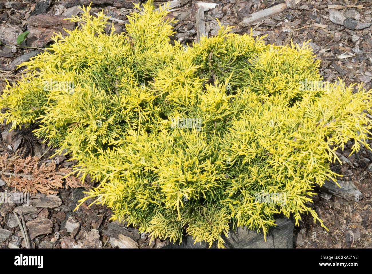 Flaky Juniper, Juniperus squamata 'Golden Joy' Stock Photo
