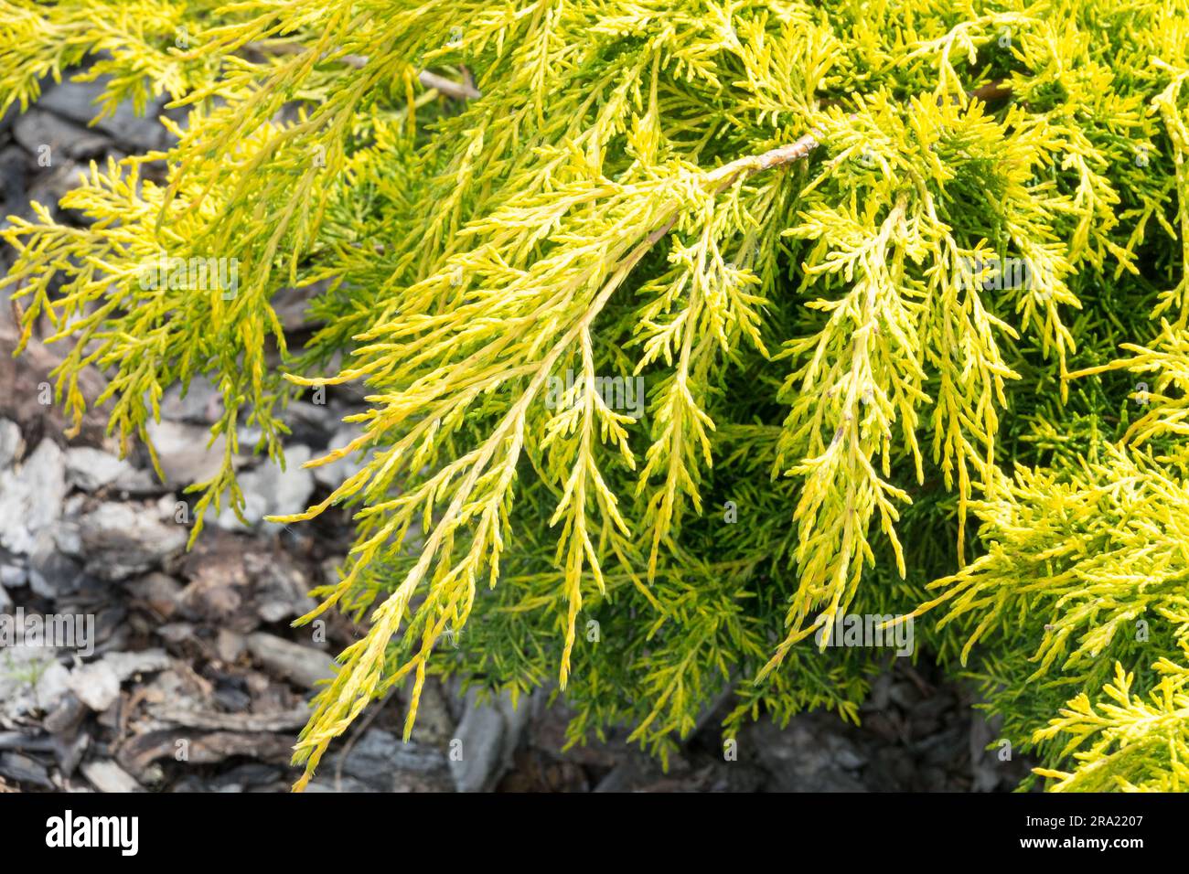 Juniperus 'Golden Saucer', Pfitzer Juniper Stock Photo