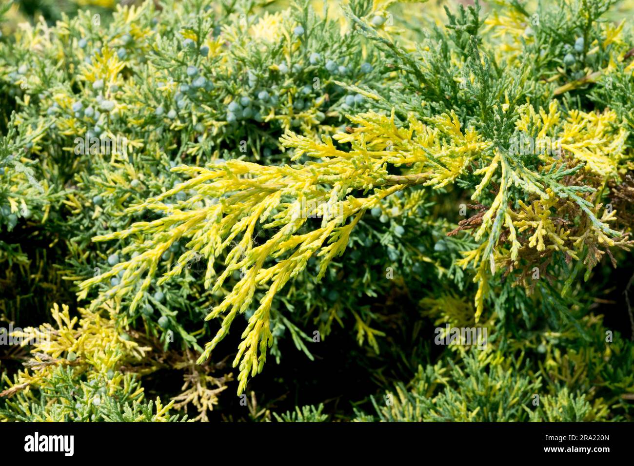 Juniperus × pfitzeriana 'Blue and Gold' bicolour needles Stock Photo
