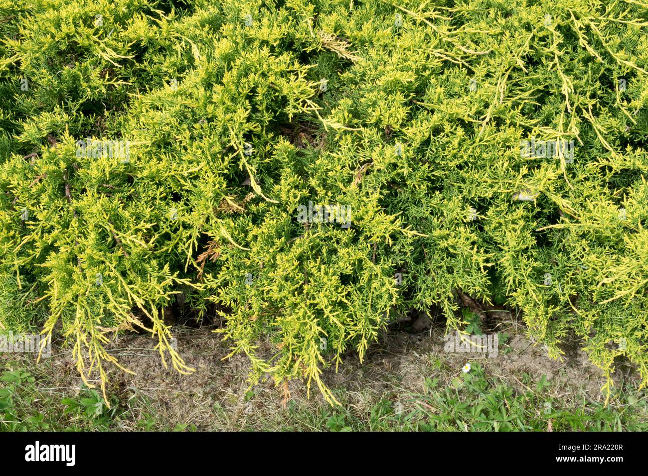 Juniperus × pfitzeriana 'Aurea' Stock Photo