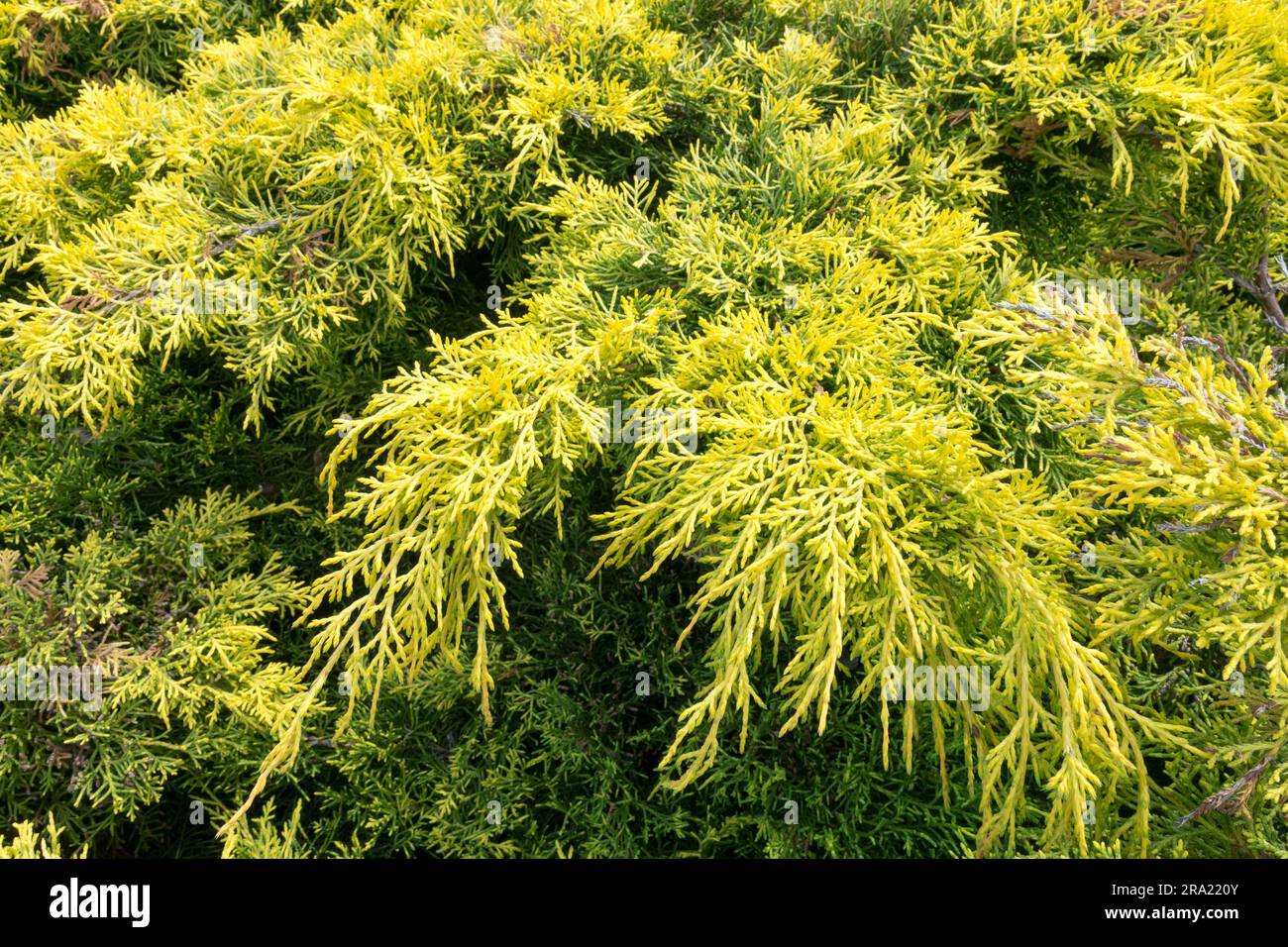 Juniperus × pfitzeriana 'Golden Saucer' Pfitzer Juniper Stock Photo