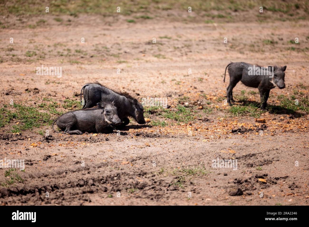 Adorable black warthogs standing in a dirt field with a patch of lush green grass in the background Stock Photo