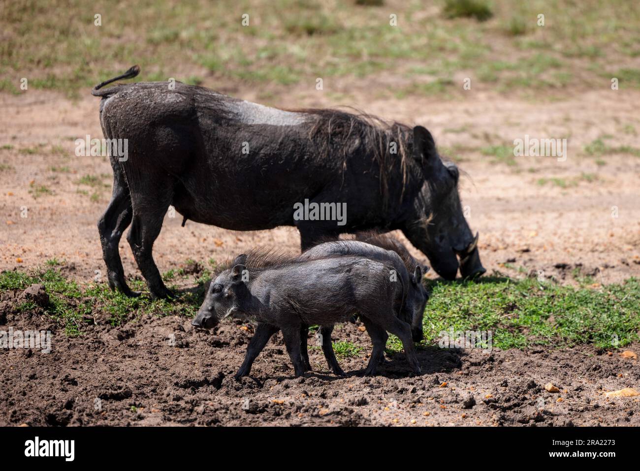 Adorable black warthogs standing in a dirt field with a patch of lush green grass in the background Stock Photo
