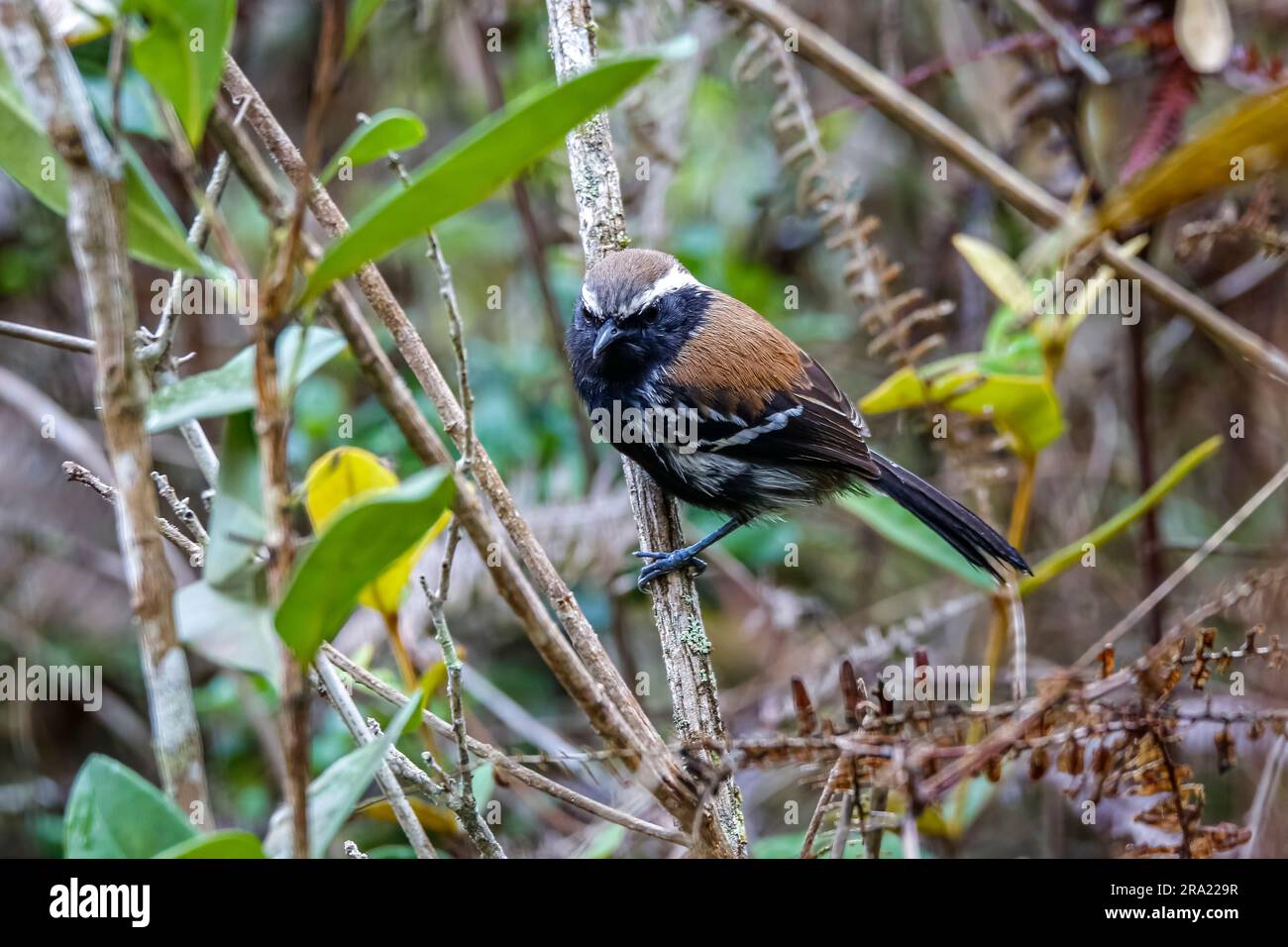 Close-up of a Serra antwren facing camera and perched on a tiny branch, Caraca Natural Park, Minas Gerais, Brazil Stock Photo