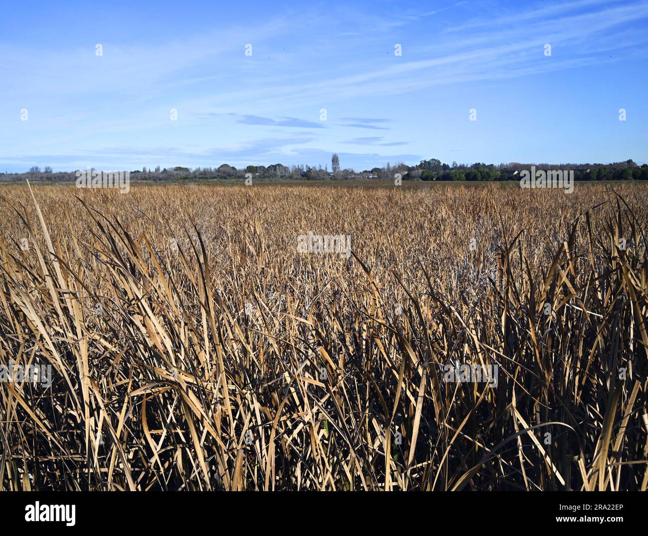 Bulrushes Background at the Travis Wetlands in Burwood, Christchurch, New Zealand Stock Photo