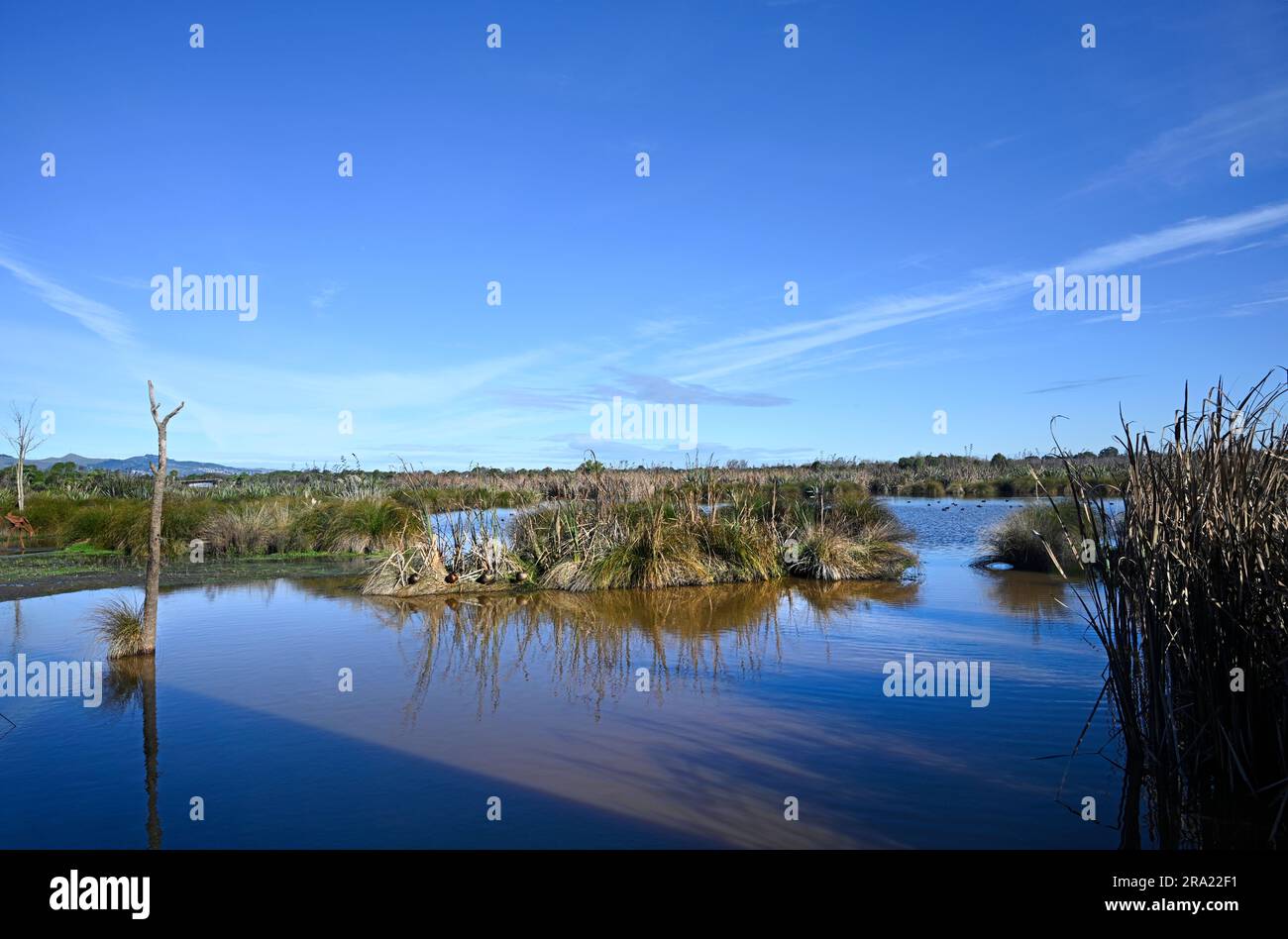 Blue Winter Skies over Travis Wetlands and lake at Burwood, Christchurch, New Zealand Stock Photo