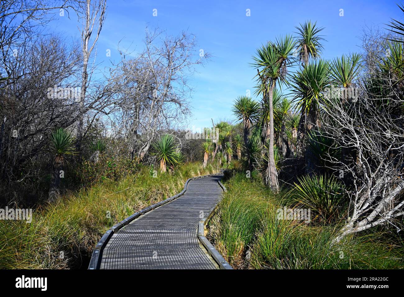 Cabbage Trees and raised Pathway at the Travis Wetlands, Christchurch, New Zealand Stock Photo