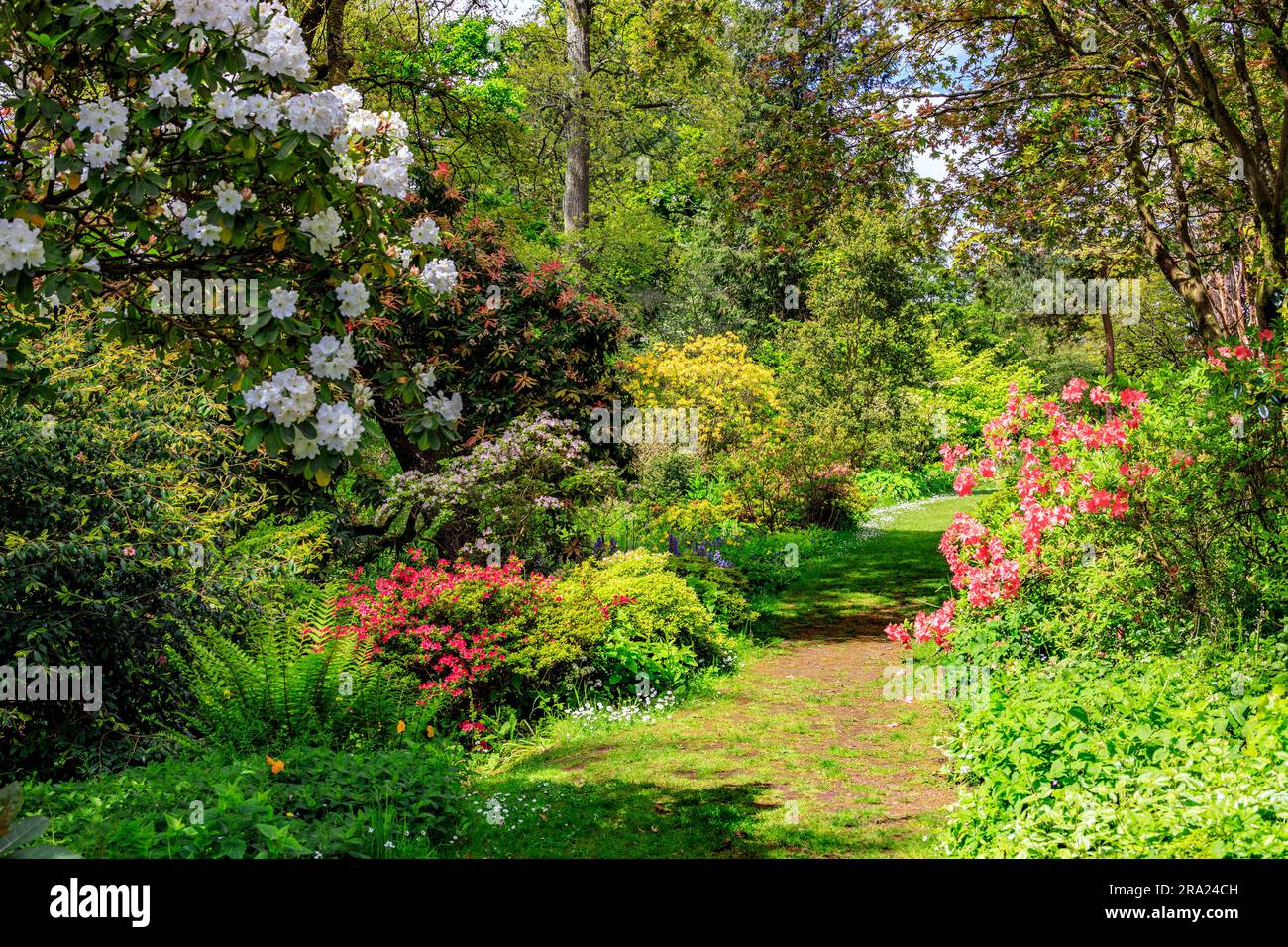 Colourful flowers of azaleas and rhododendrons in the woodlands at Knightshayes Court, nr Tiverton, Devon, England, UK Stock Photo