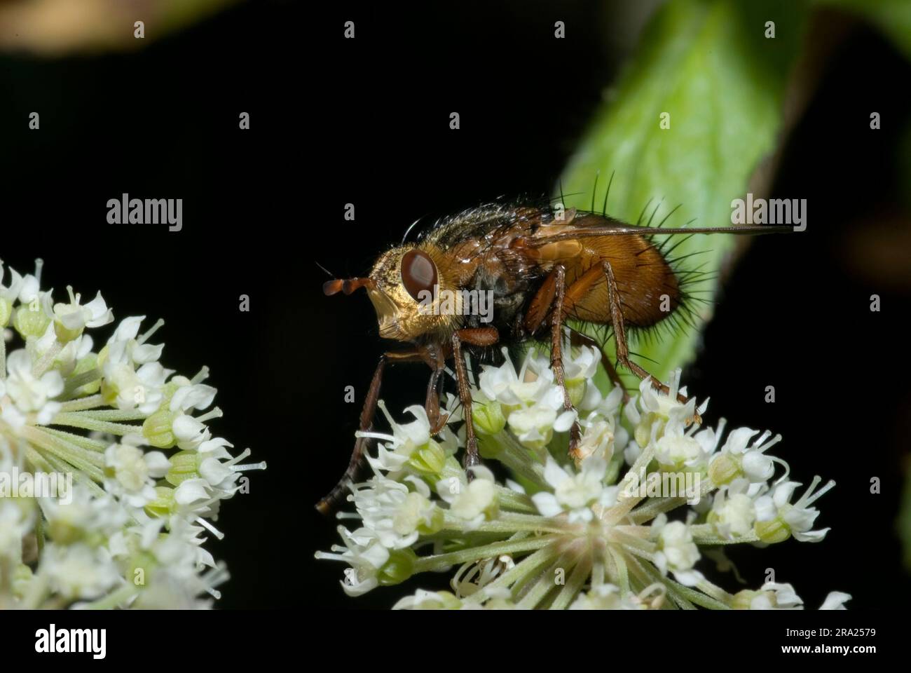 Tachinidae hi-res stock photography and images - Alamy