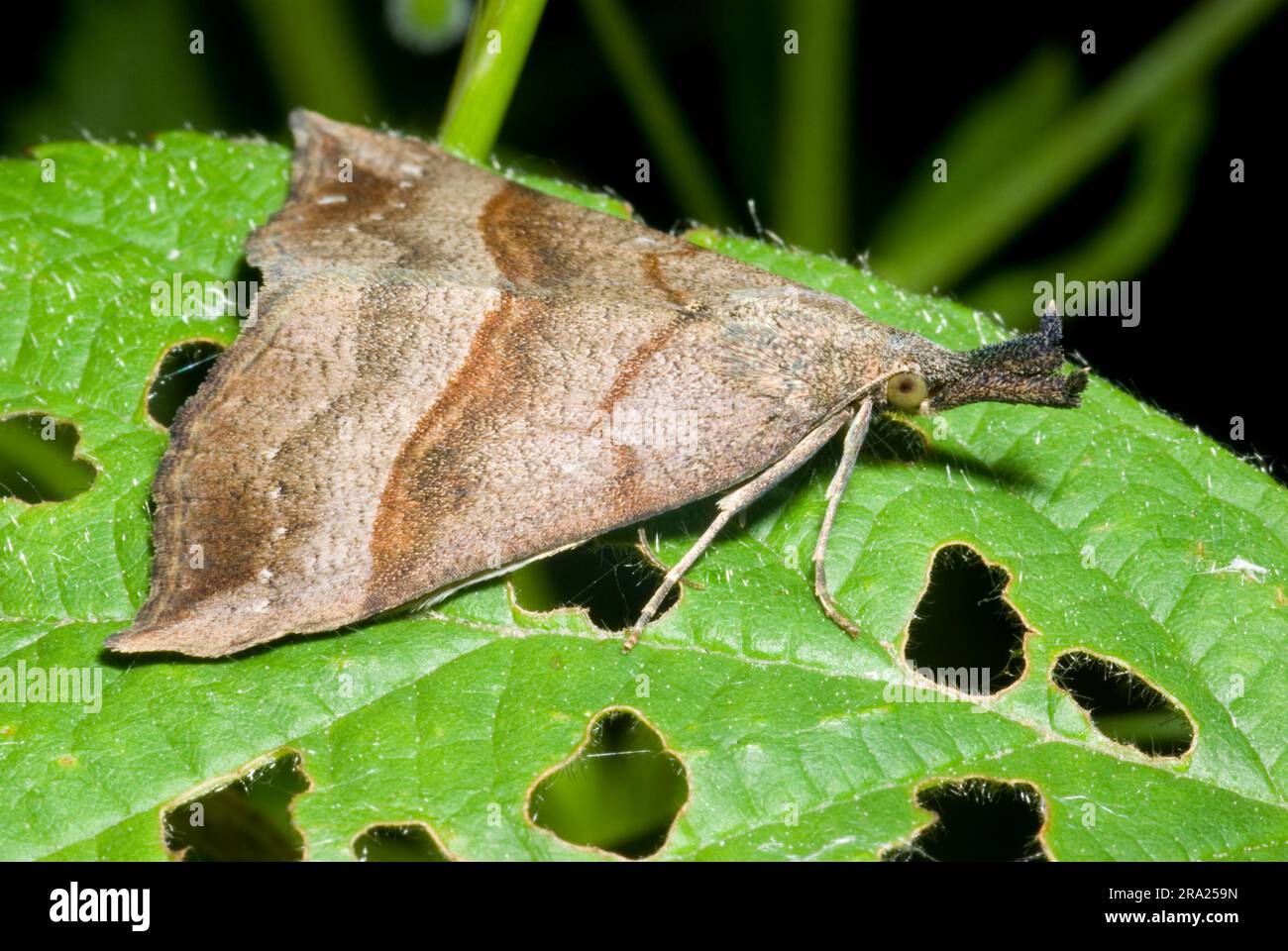 Moth The Snout Stock Photo