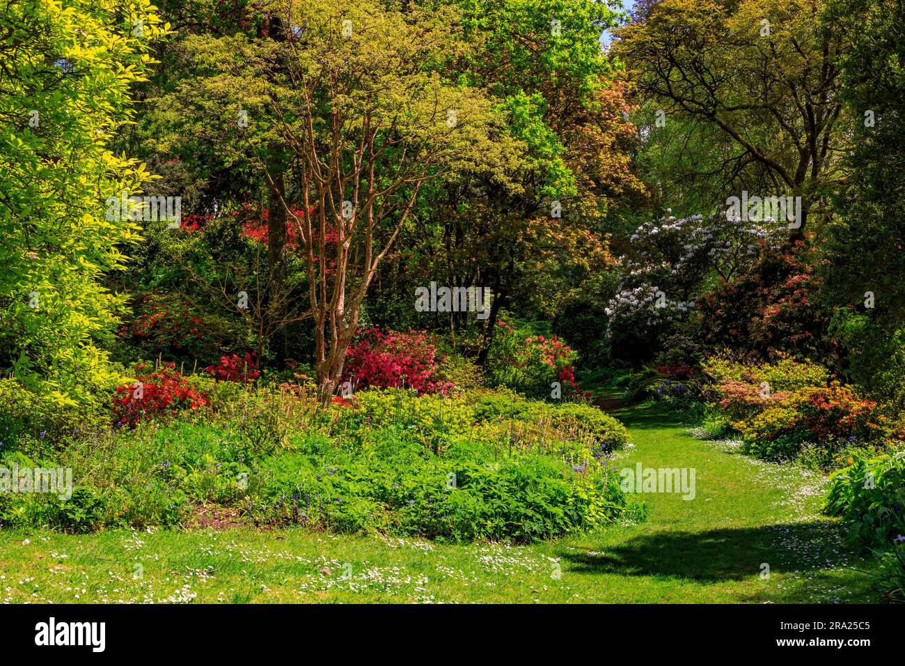 Colourful flowers of azaleas and rhododendrons in the woodlands at Knightshayes Court, nr Tiverton, Devon, England, UK Stock Photo