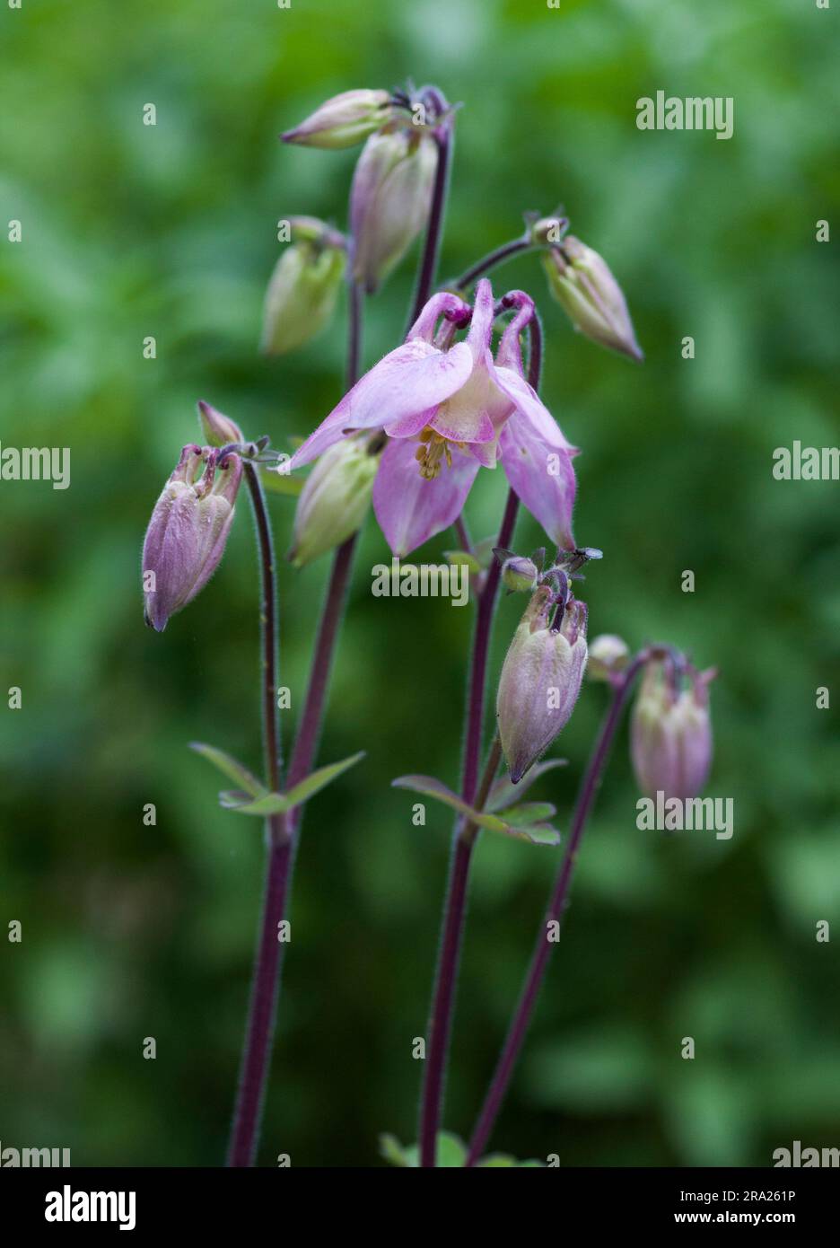 AQUILEGIA or Granny´s bonnet a genus of about 60-70 species Stock Photo