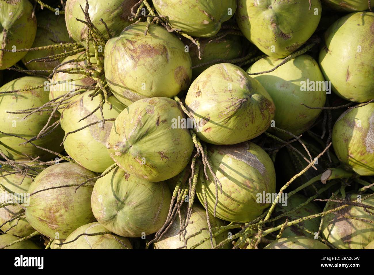 Group of Fresh green Coconuts in market Stock Photo Alamy