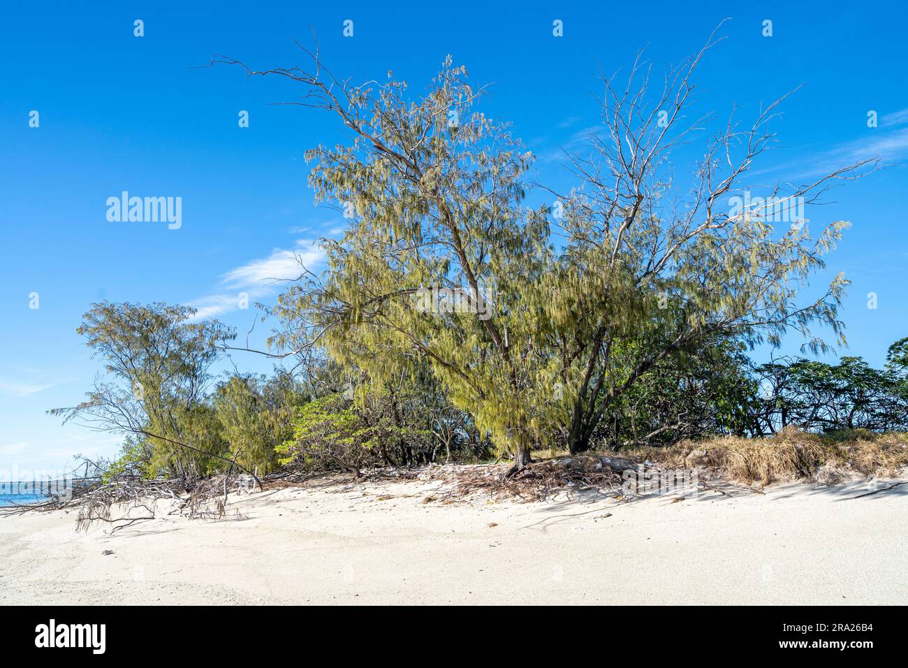 Coastal vegetation, Lady Elliot Island, Great Barrier Reef, Queensland, Australia Stock Photo