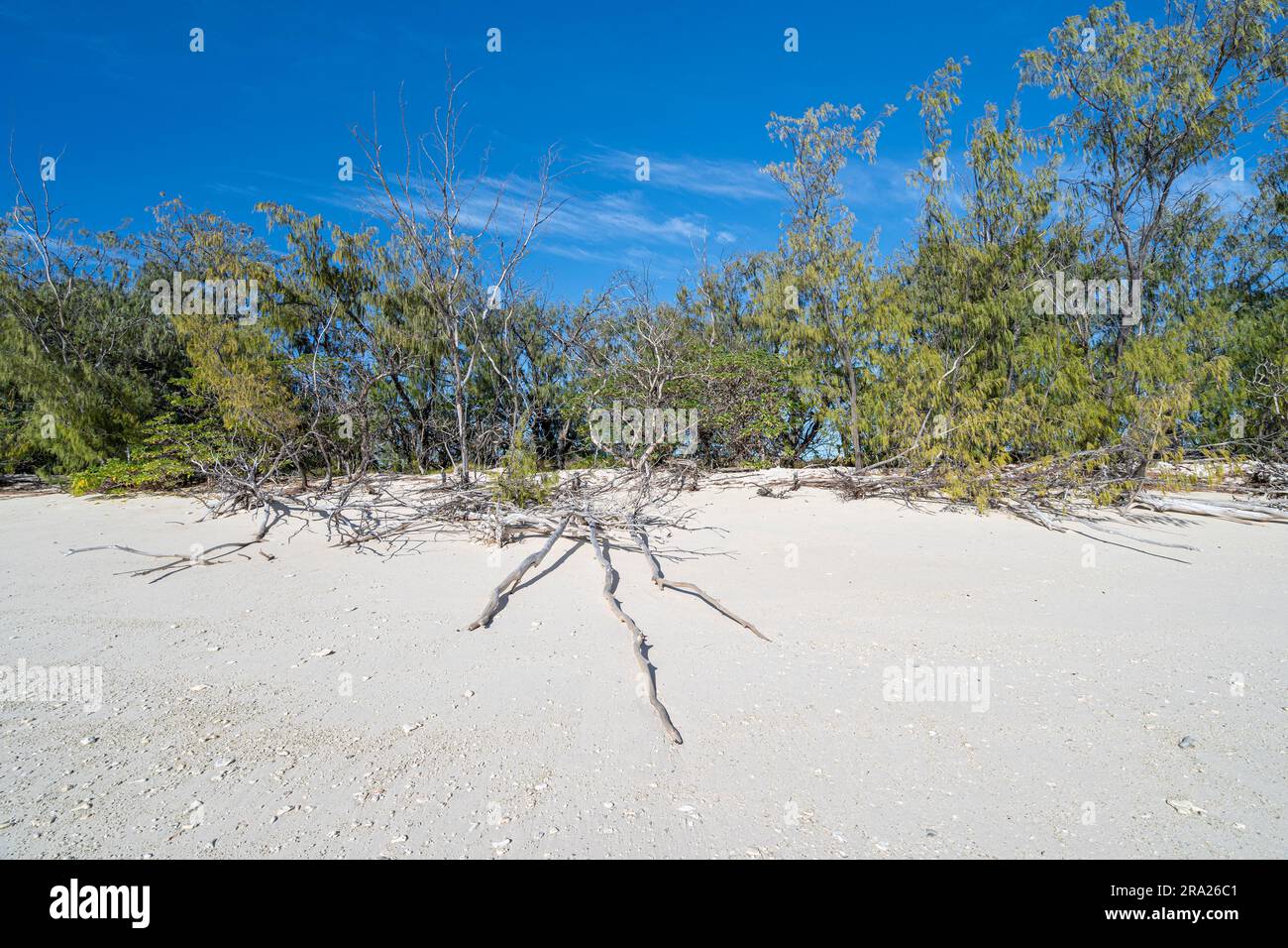 Coastal vegetation, Lady Elliot Island, Great Barrier Reef, Queensland, Australia Stock Photo