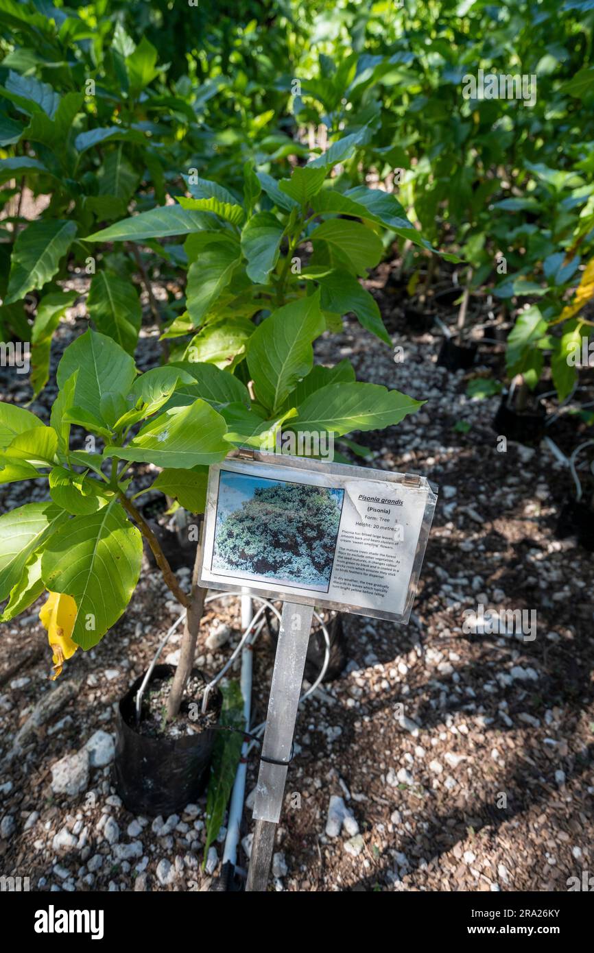 Coral cay native plant nursery, Lady Elliot Island, Queensland