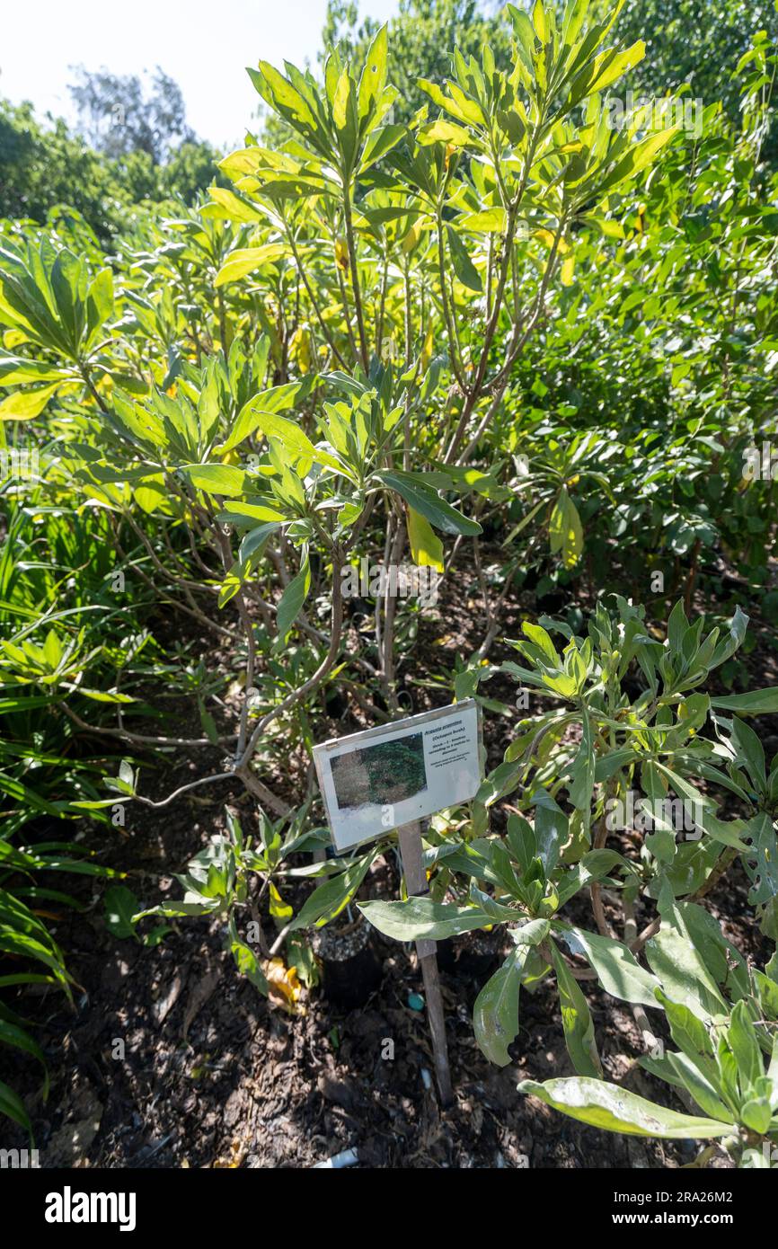 Coral cay native plant nursery, Lady Elliot Island, Queensland