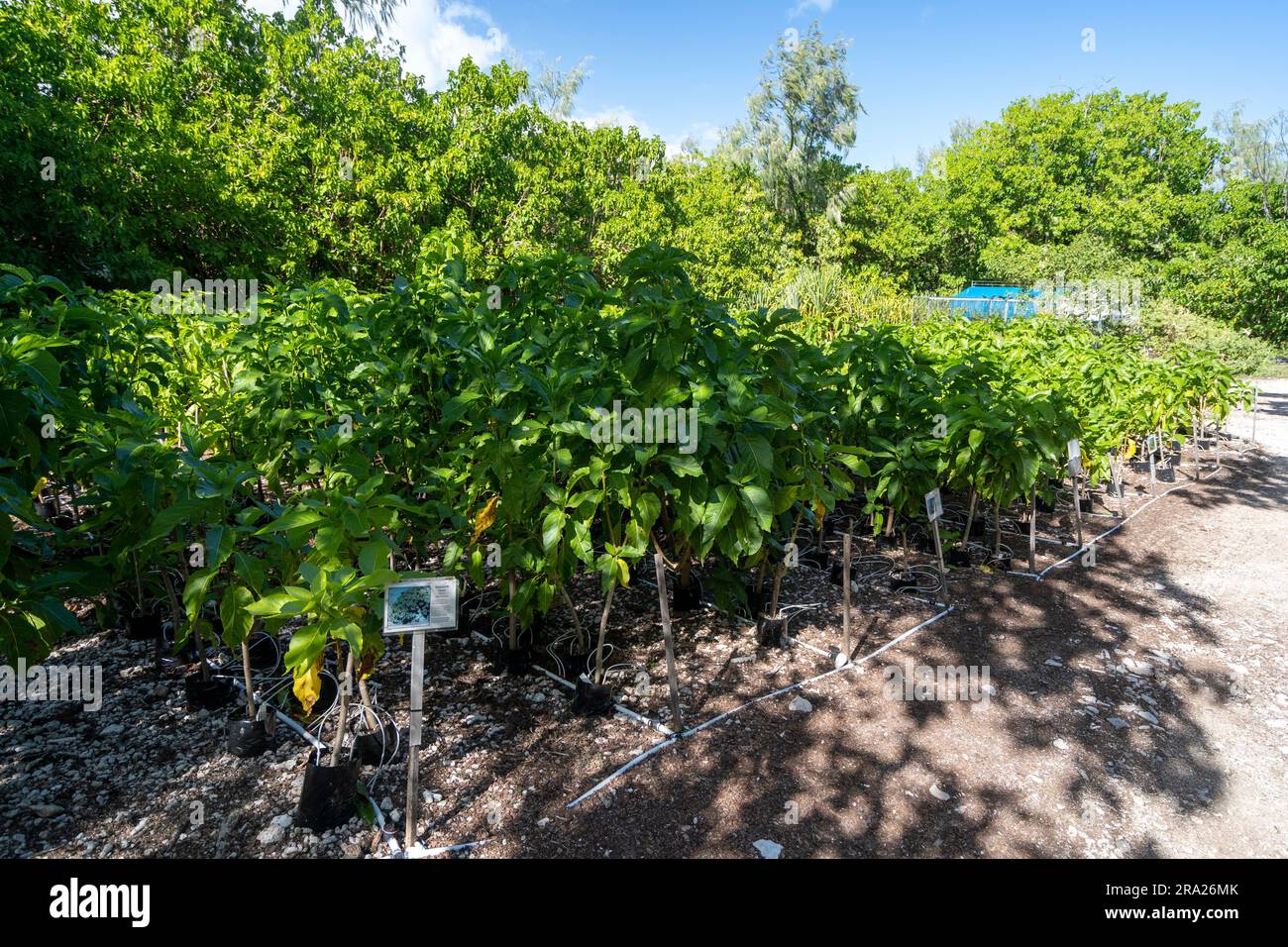 Coral cay native plant nursery, Lady Elliot Island, Queensland