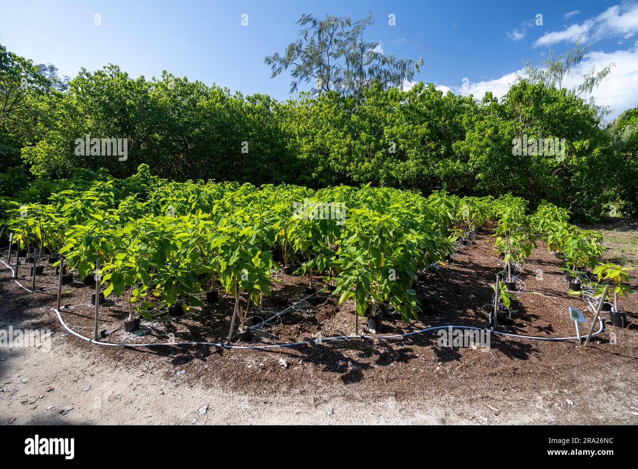 Coral cay native plant nursery, Lady Elliot Island, Queensland