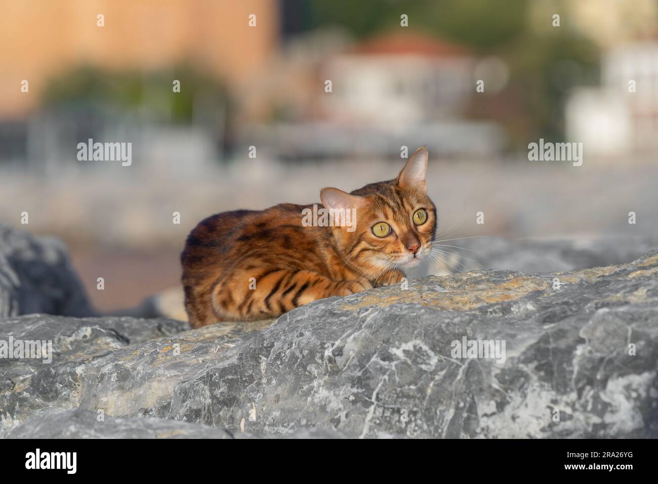 The Bengal cat tracks down its prey by hiding among the rocks. Domestic cat on the hunt. Stock Photo