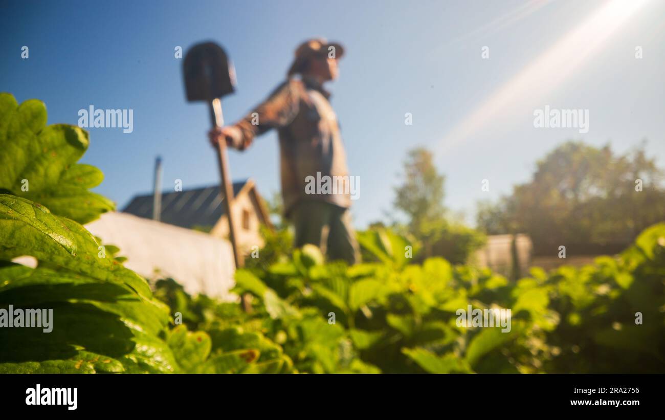 The farmer stands with a shovel in the garden at the farm. Gardening ...