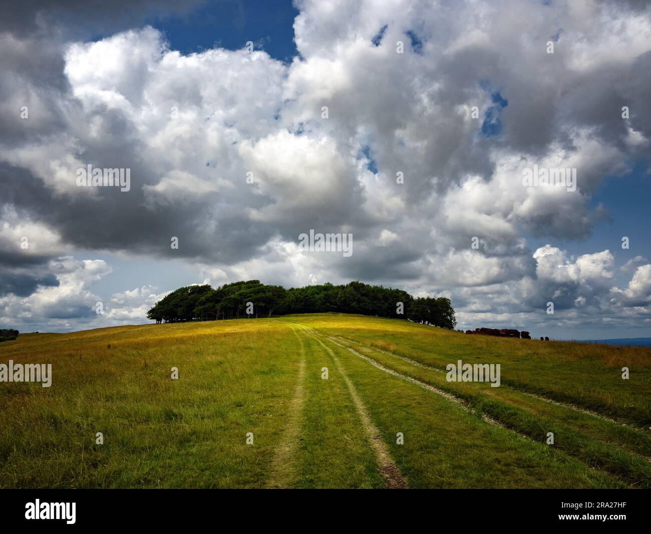 Chanctonbury Ring, South Downs National Park, West Sussex Stock Photo