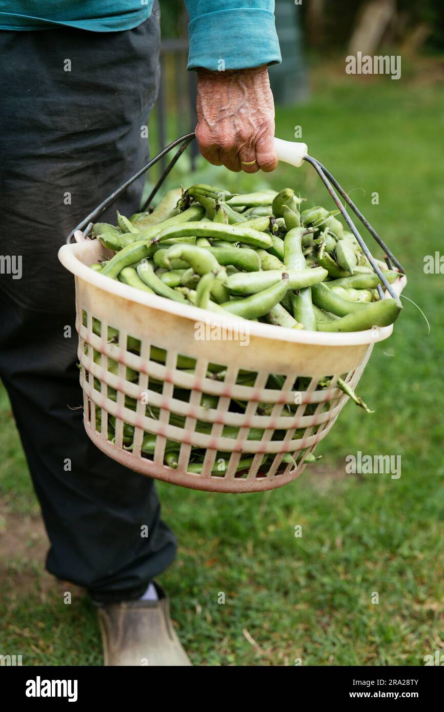 Woman holding a basket with freshly harvested fava beans (Vicia faba) Stock Photo