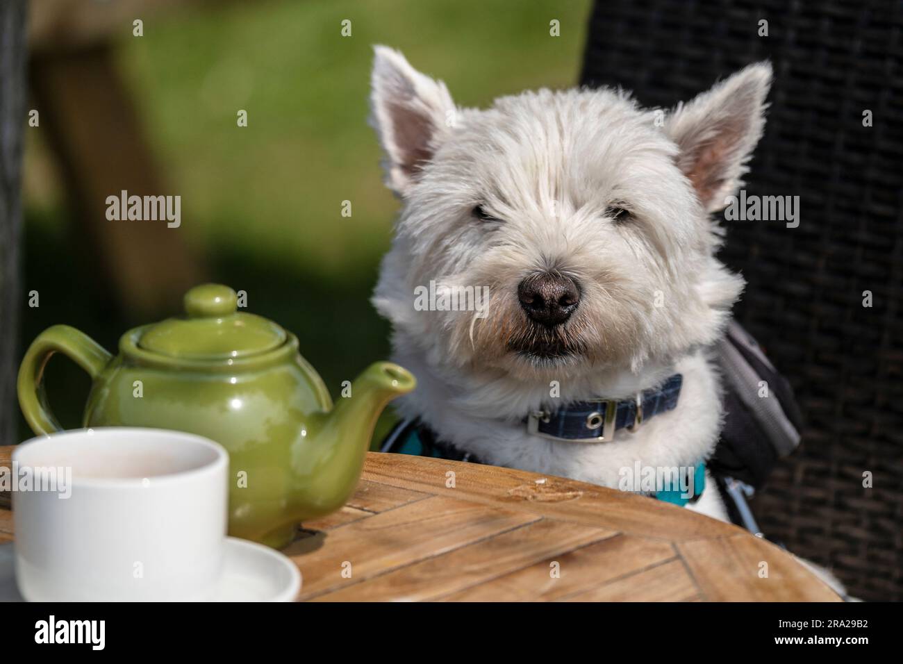 A Westie West Highlander White Terrier sitting on a chair at a table. Stock Photo