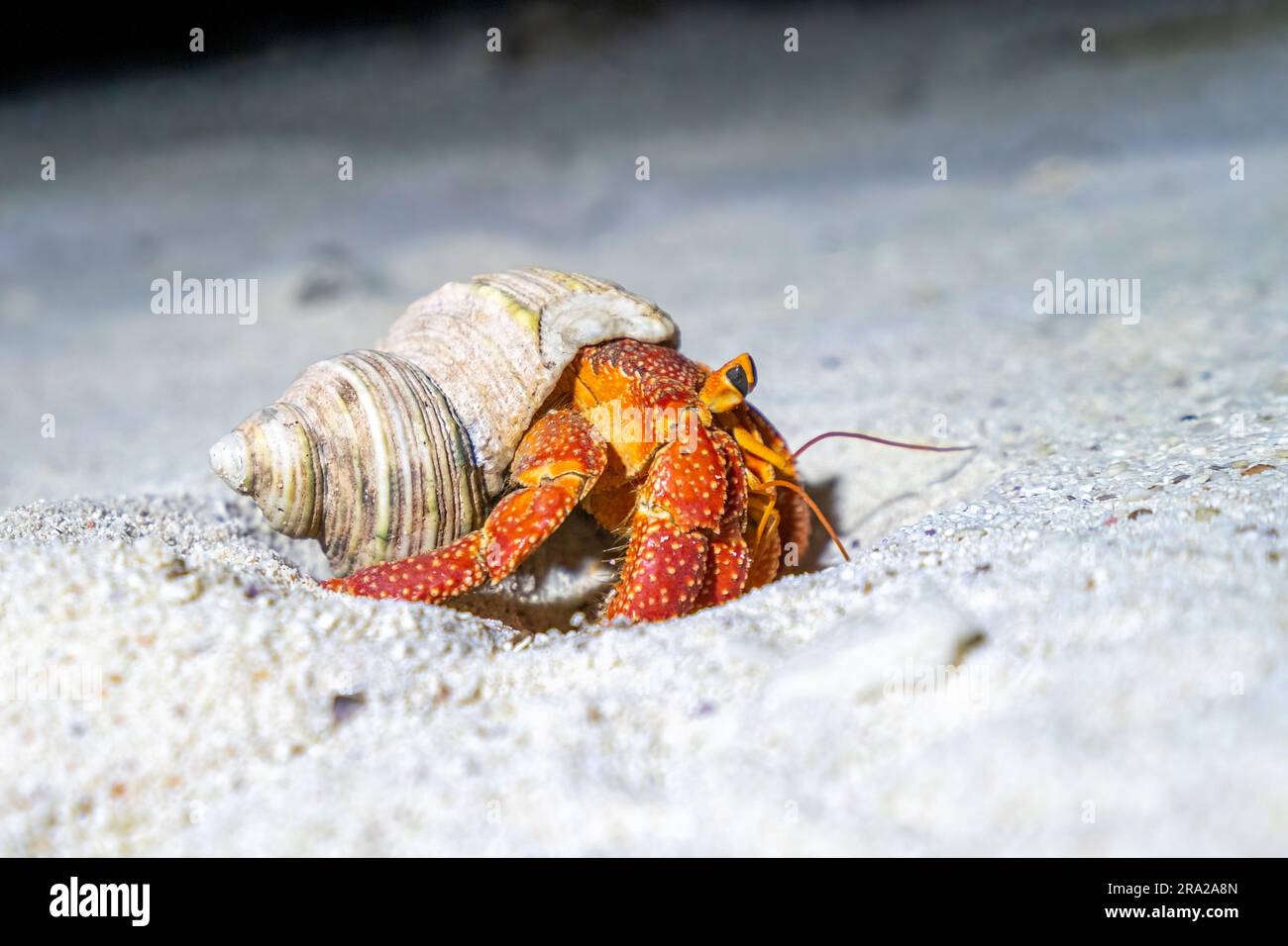 Strawberry hermit crab (Coenobita perlatus), Lady Elliot Island, Queensland Australia Stock Photo